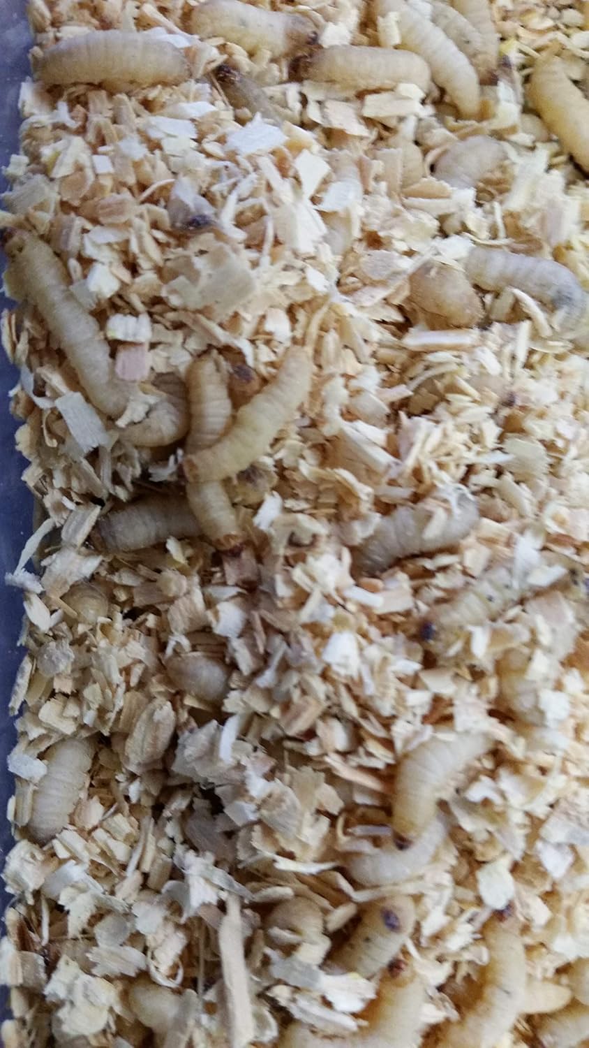 1000 Count Live Waxworms Live Fishing Bait and Pet Feeder