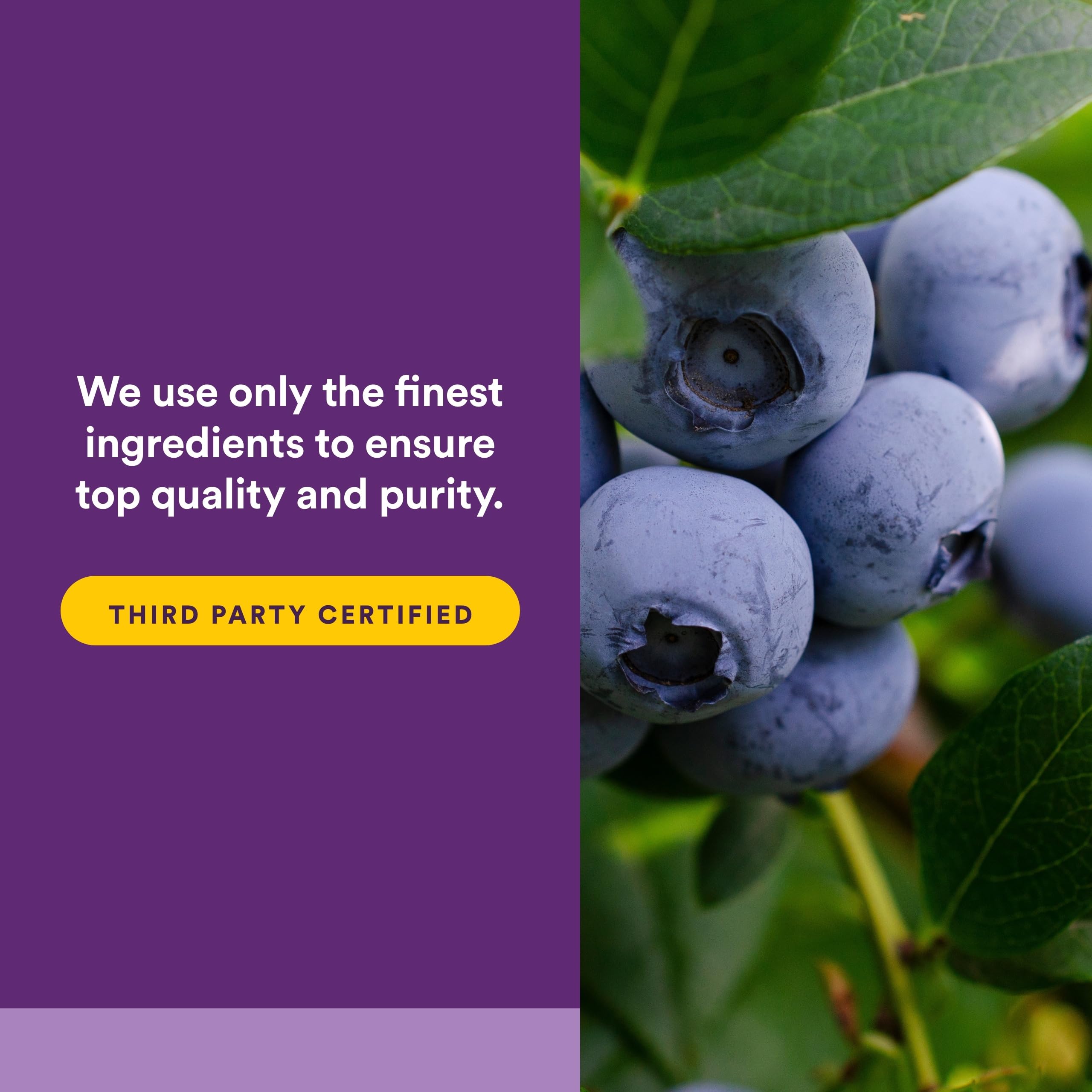 Natural Factors Super Strength Blueberry Concentrate 500 mg, 90 Softgels — Amazon image 5