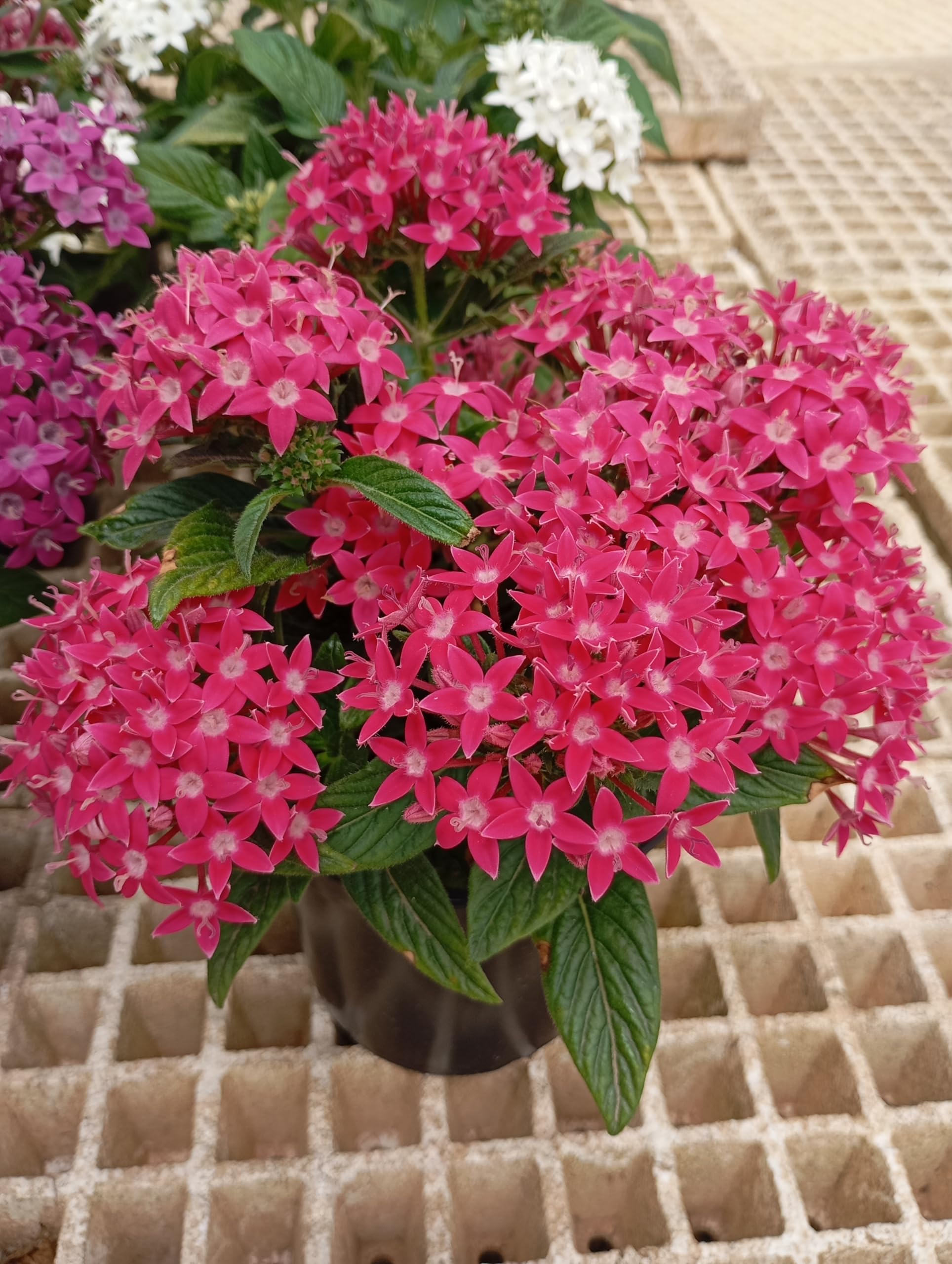 Pentas Pack 6 Plantas - Flores vivas - Planta Natural - Maceta 13 cm ø