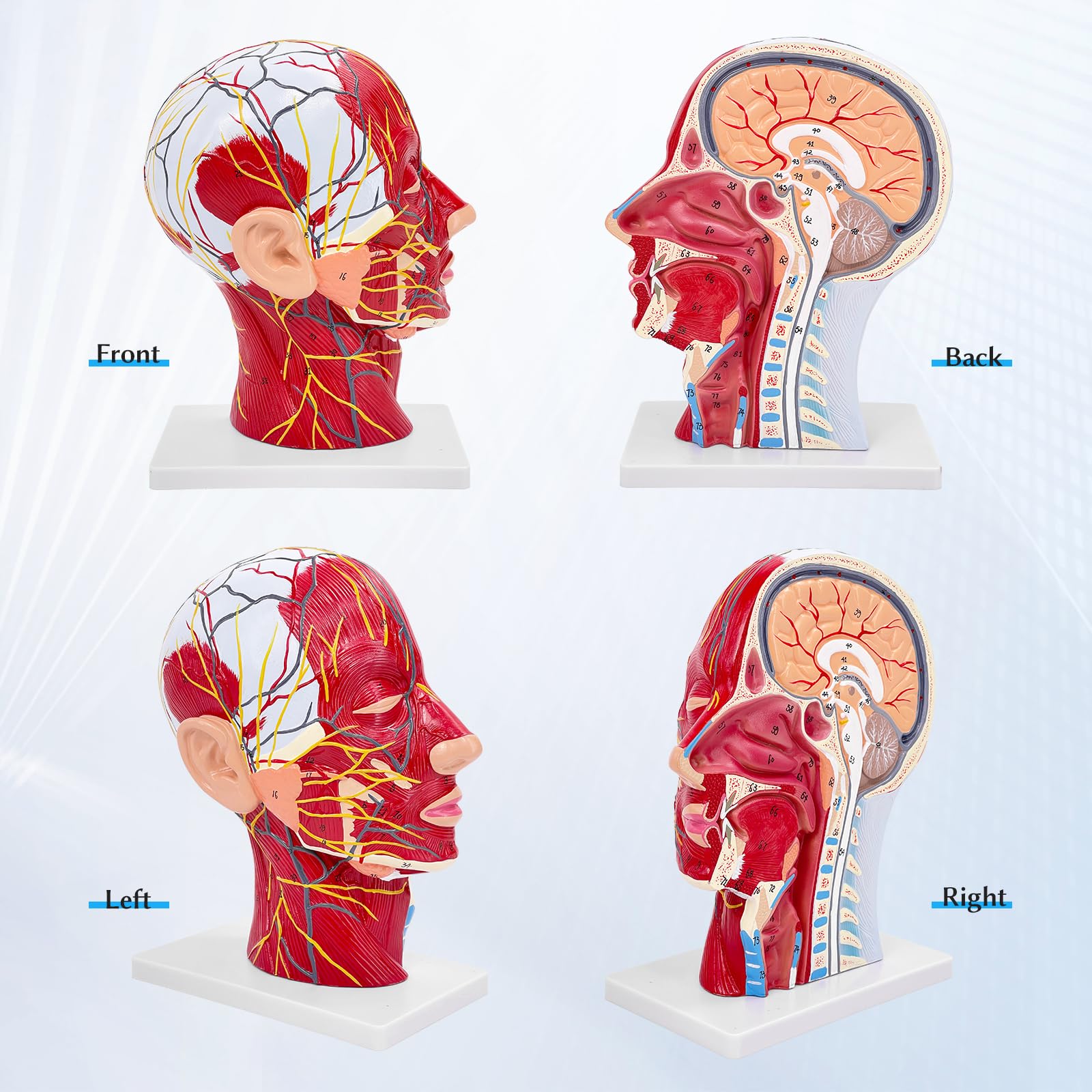 Menschlicher Halber Kopf, Oberflächliches Neurovaskuläres Modell mit Muskulatur, Lebensgroßes Anatomisches Kopfmodell, Schädel & Gehirn Für Medizinischen Unterricht (Menschlicher Halber Kopf)