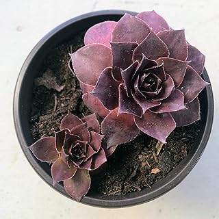 Blissful Sempervivum Onyx Live Succulent Black Hens and Chicks Plant Deep Burgundy Rosettes, Hardy Outdoor Succulent, Cold-Tolerant, Easy Care Garden or Gift Plant (Onyx, 4" Pot)