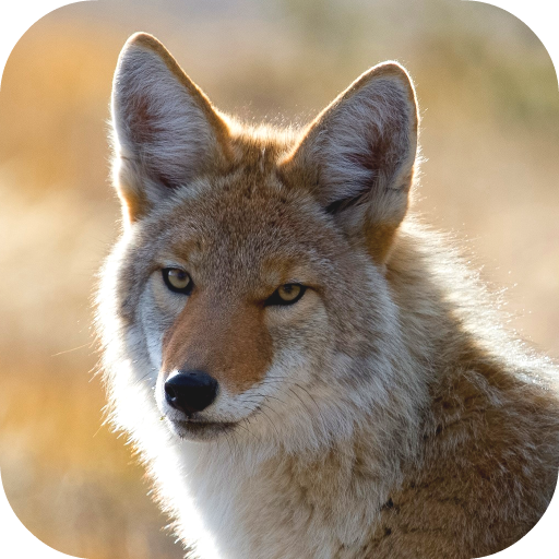 Coyote Wallpaper:Amazon.com:Appstore for Android