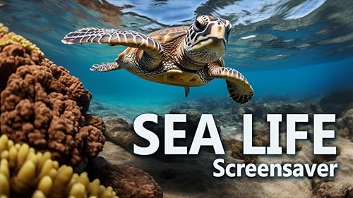 FREE relaxing coral reef screensaver