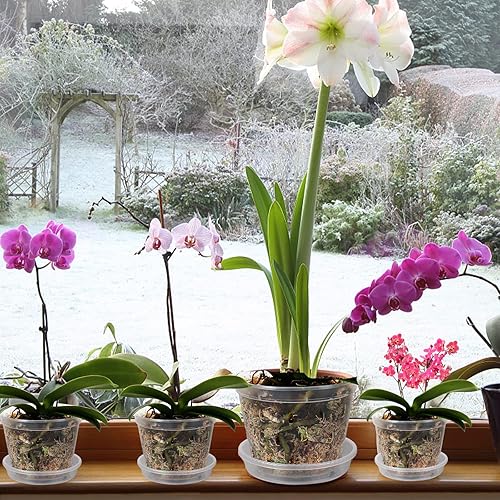 Miniatura 7 de DI QIU REN Paquete de 10 macetas de orquídeas transparentes para trasplantar, macetas de plástico de 6 pulgadas con agujeros y platillos, maceta de