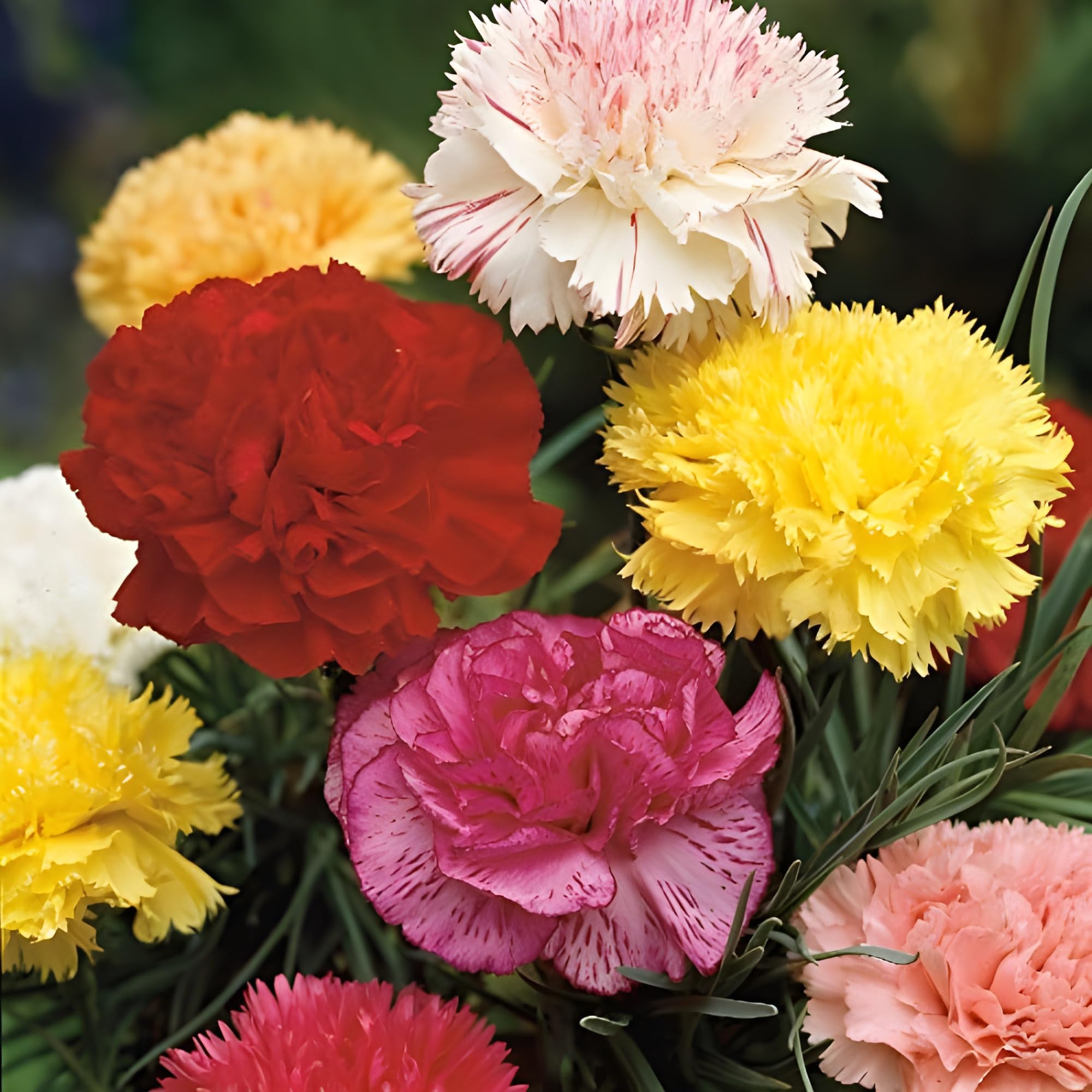 Carnation Seeds - Chabaud Mix (Dianthus caryophyllus) - Fragrant Double Blooms | Non-GMO, Perennial Flowers for Gardens, Borders, and Cut Flower