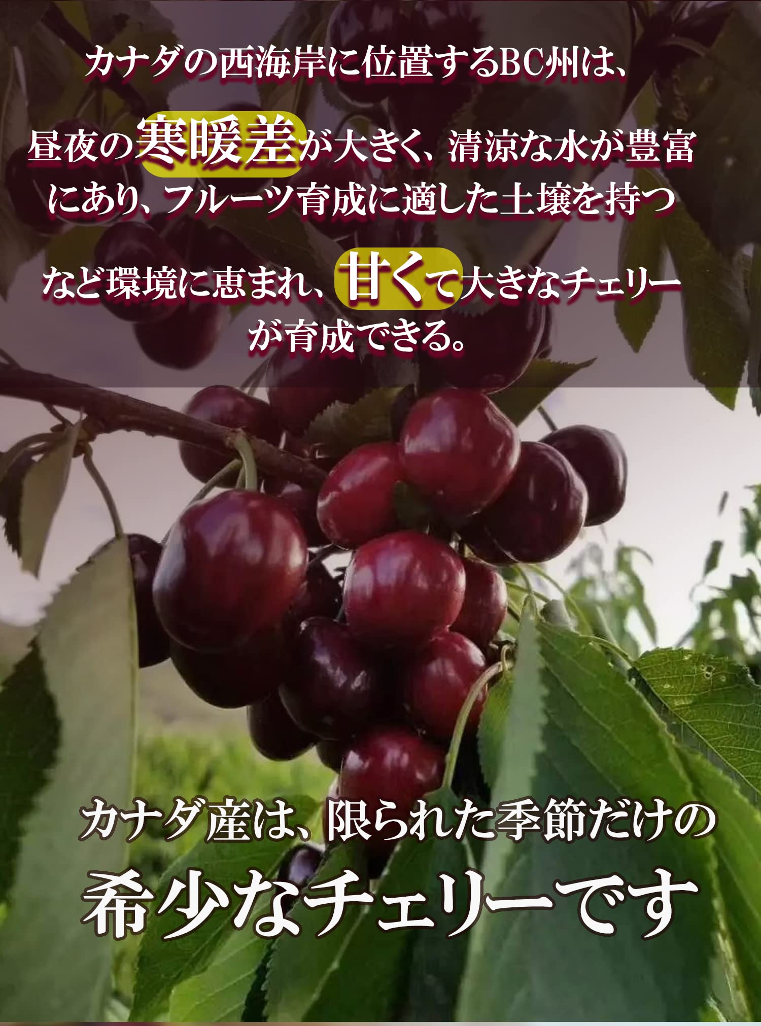 Amazon.co.jp: 超大粒果物 カナダ産チェリーさくらんぼ サクランボ 