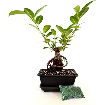 Amazon Com 9greenbox Live Ginseng Ficus Bonsai Tree Bonsai Live Plant Ornament Decor For Home Kitchen Office Table Desk Attracts Zen Luck Good Fortune Non Gmo Grown In The Usa