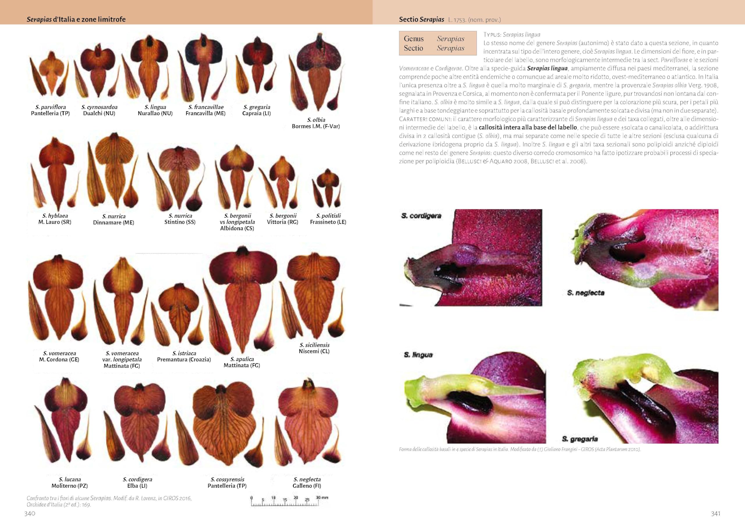 Orchidee d'Italia. Guida alle orchidee spontanee