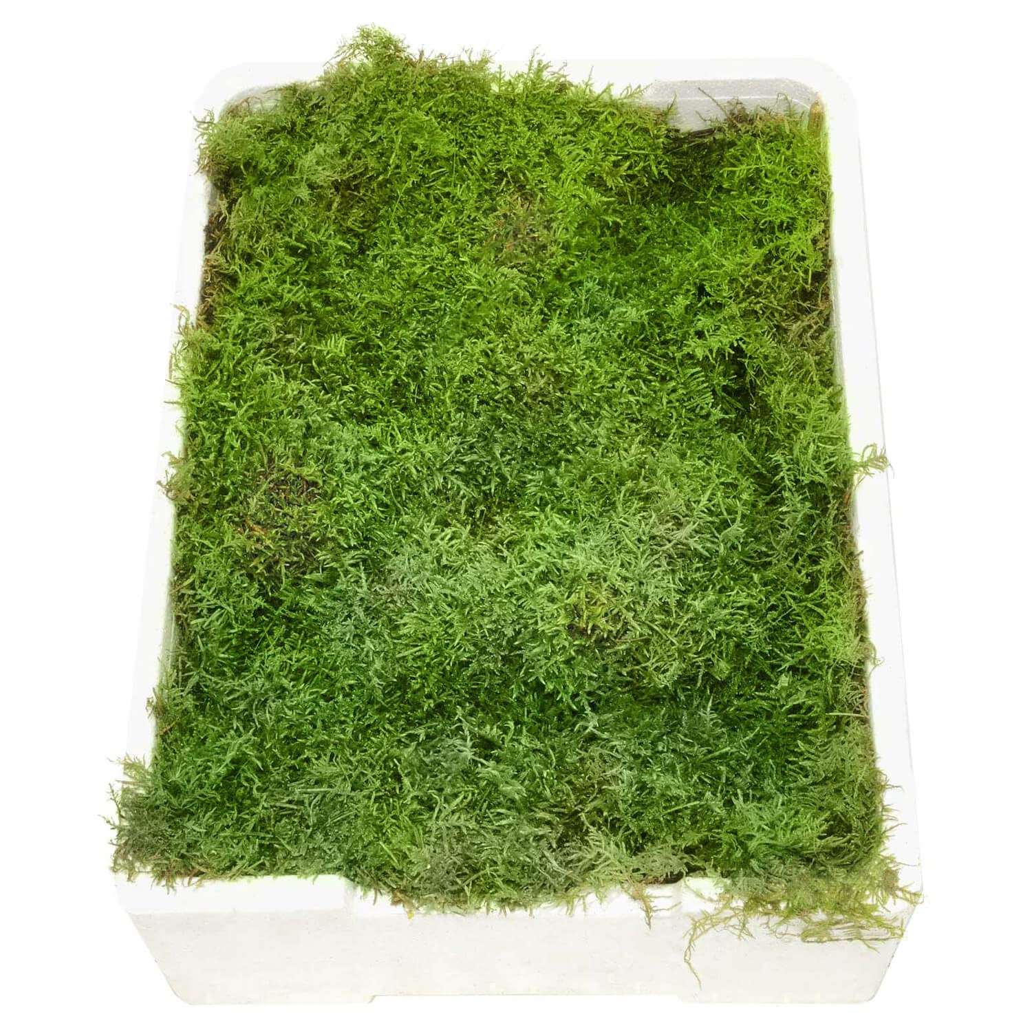 Blumigo Plattenmoos - Frisches Moos - 1 Box mit 4 Ebenen je ca. 35x25 cm - Zum Basteln von Gestecken - Echtes Plattenmoos - Greenery