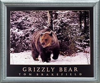 Cute Grizzly Bear II Snow Animal Silver Framed Wall Decor Art Print Picture