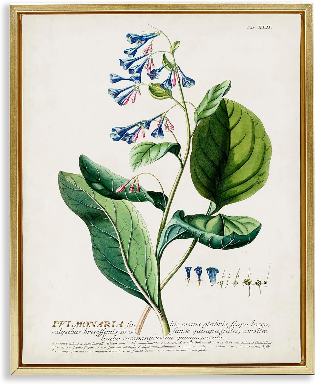 Stupell Industries Botanical Plant Illustration Blue Flowers Vintage Design, Design by World Art Group, Gold Floater Framed, 16 x 20