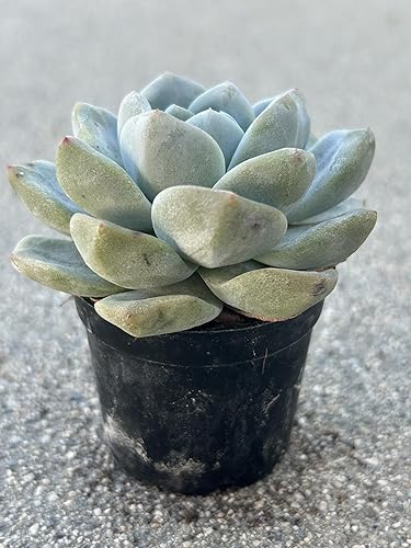 Miniatura 3 de Echeveria - Planta suculenta viva verde hielo, maceta de 2 pulgadas, totalmente enraizada con tierra, decoración para el hogar y la oficina