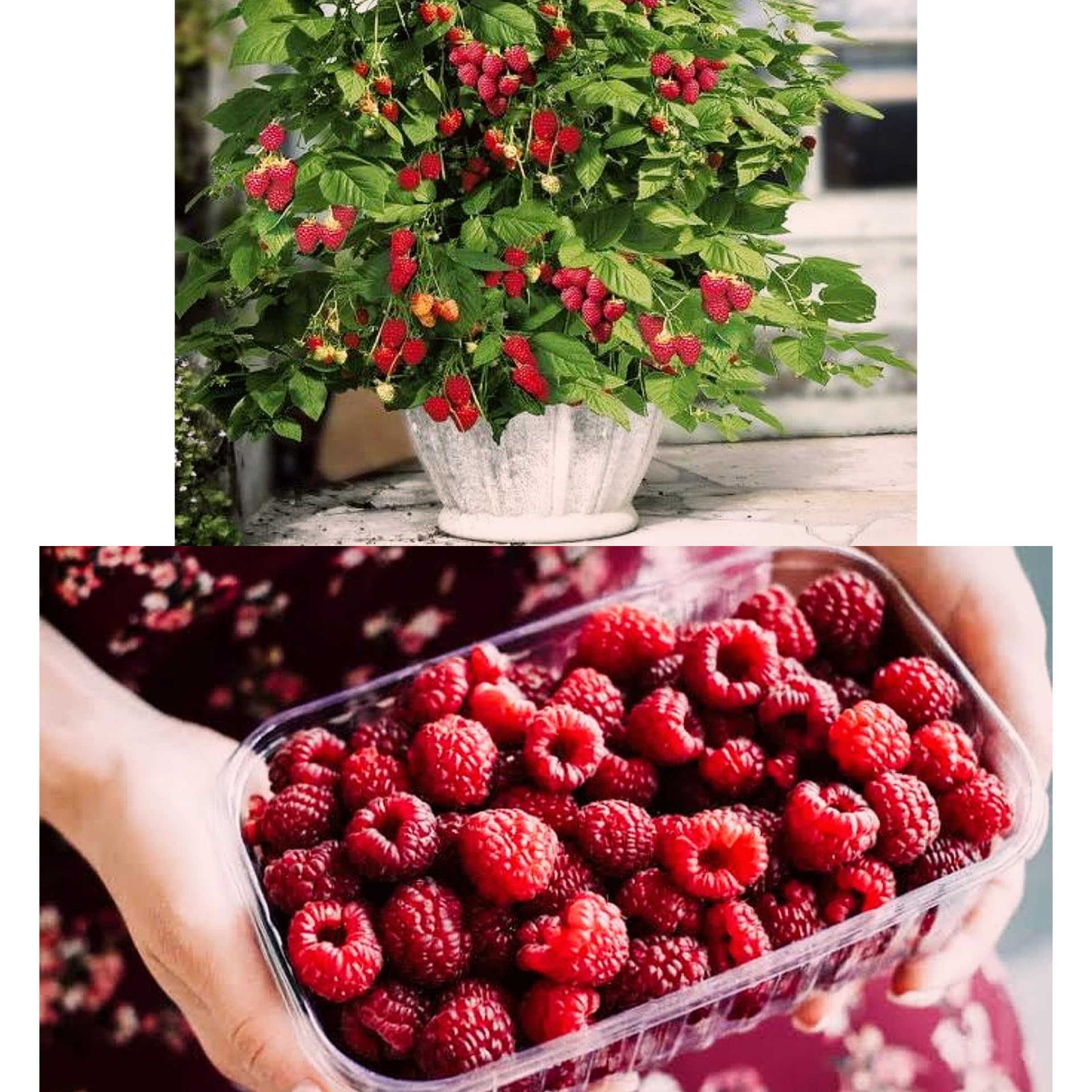 S.D ENTERPRISE Organic Red Raspberry Plant (B0CL3777V9) Amazon Price History, Amazon Price Tracker