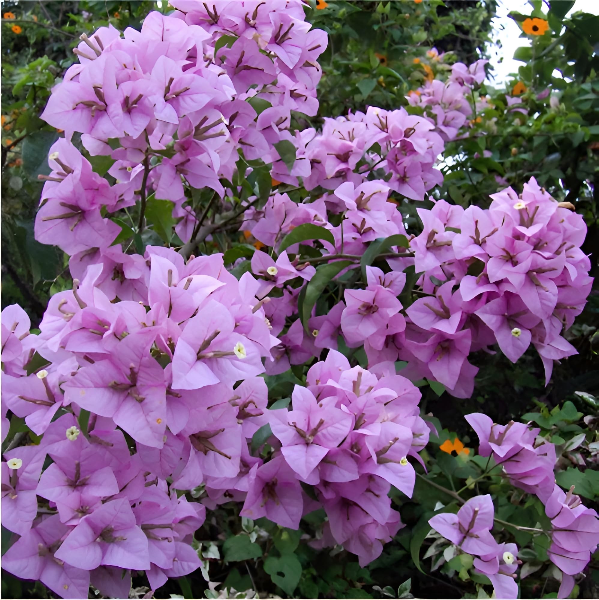 Green view "Rare Lavender Color Bougainvilla/kajoj ful" hybrid - 1 Healthy Live Super Early Flower Plant 1 Ft Height in Nursery Grow Bag for Home Garden… (B0CSBLNJW3) Amazon Price History, Amazon Price Tracker
