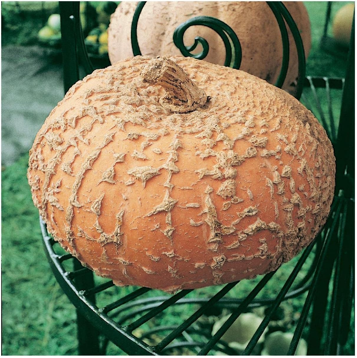 Everwilde Farms - 1/4 Lb Galeux d'Eysines Winter Squash Seeds - Gold Vault