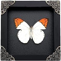 Vista 15 de Mantis Real Enmarcada Creobroter Insecto Muerto Escarabajo Verde Seco Caja de Sombra Flotante 3D Marco de Vidrio Espécimen de Taxidermia