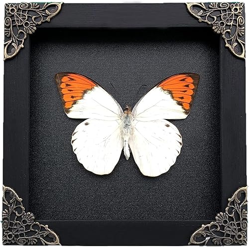 Miniatura 15 de Mantis Real Enmarcada Creobroter Insecto Muerto Escarabajo Verde Seco Caja de Sombra Flotante 3D Marco de Vidrio Espécimen de Taxidermia