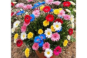 100+ Gerbera Seeds: Mix of Pink, Yellow, More for Long-Lasting Blooms