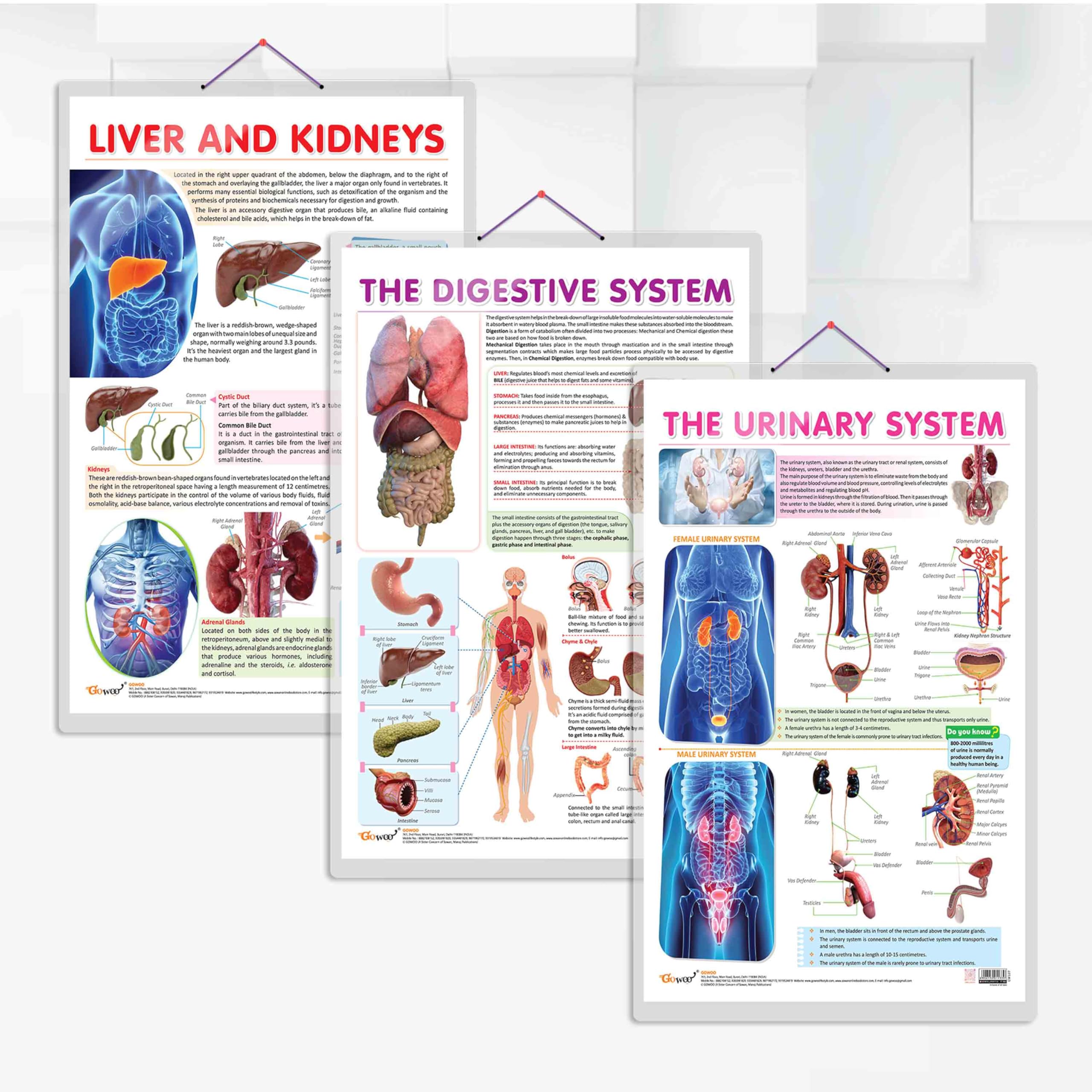 GO WOO COMBO OF 3 ANATOMY CHARTS-picture-26