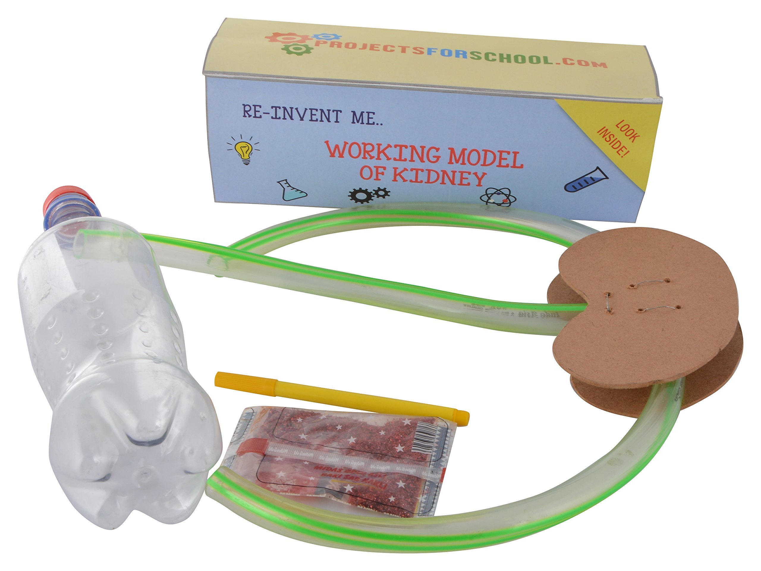 Buy ProjectsforSchool Working Model of Kidney Kit Science Project