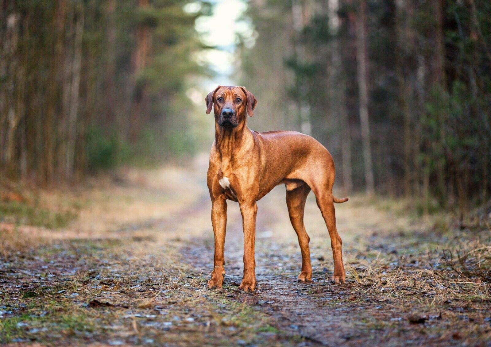 Destination Vinyl Posters Multi A4| Rhodesian Ridgeback Dog Poster Size A4 Pet Animal Poster #12487