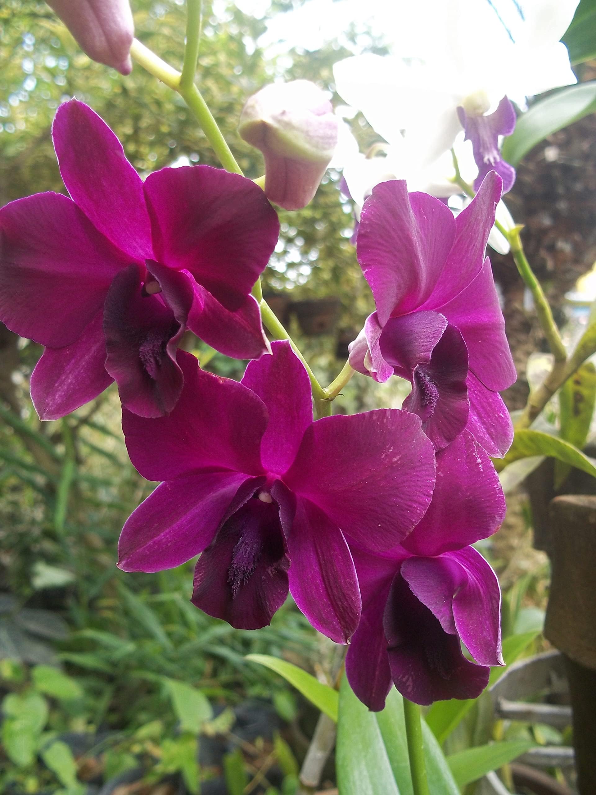 Dendrobium Genting Rose, Comes in 3" Pot, Orchids from Hawaii