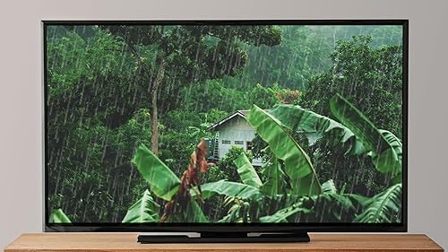 Eco Harmony: Rain and Rainforest Symphony for Relaxing Sleep, Study, and White Noise Ambiance For Ta