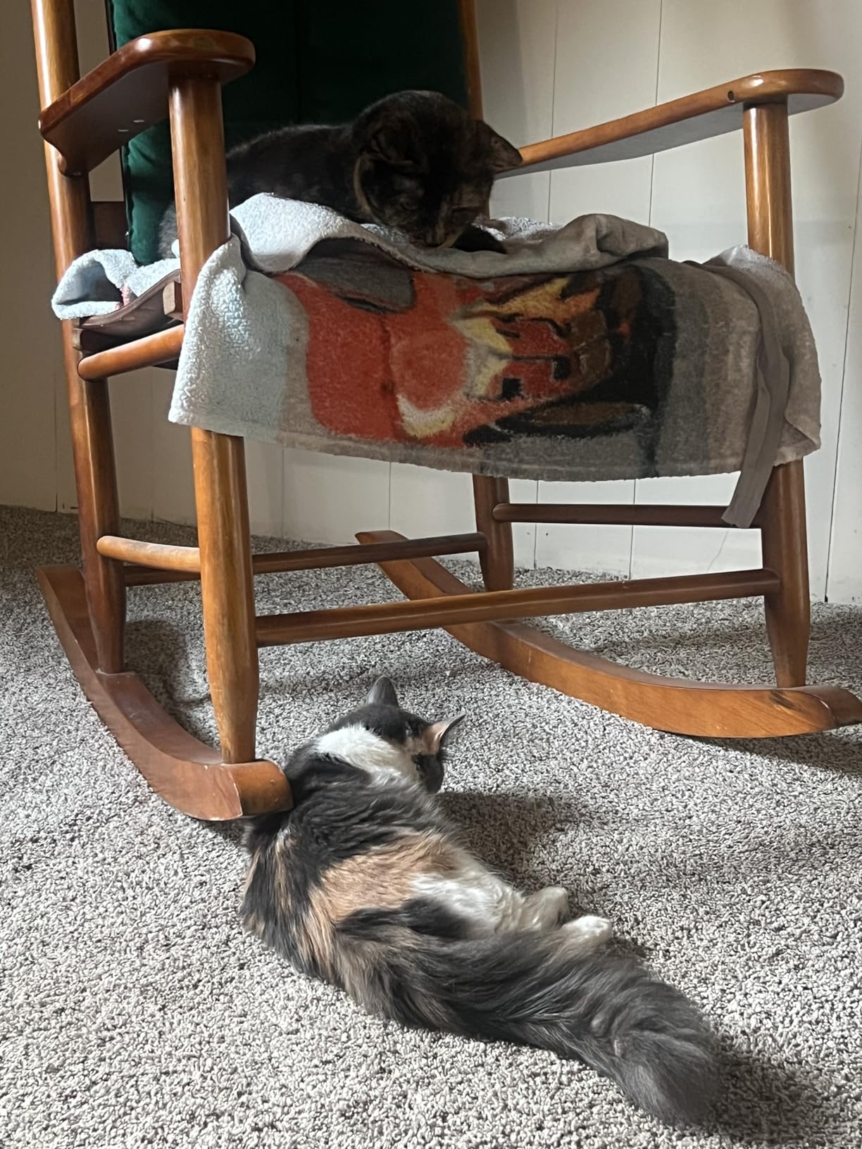 Fresh Step Clumping Cat Litter, Multi-Cat, Long Lasting Odor Control Kitty Litter with Activated Charcoal, Low Dust Formula, 14 lb photo review