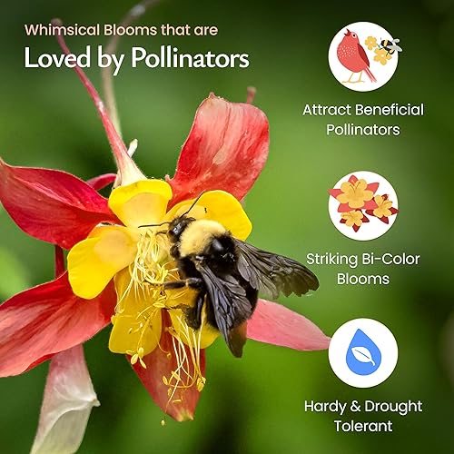 Miniatura 3 de Created By Nature Semillas de flores de columbina roja, 1,450 semillas, flores silvestres perennes