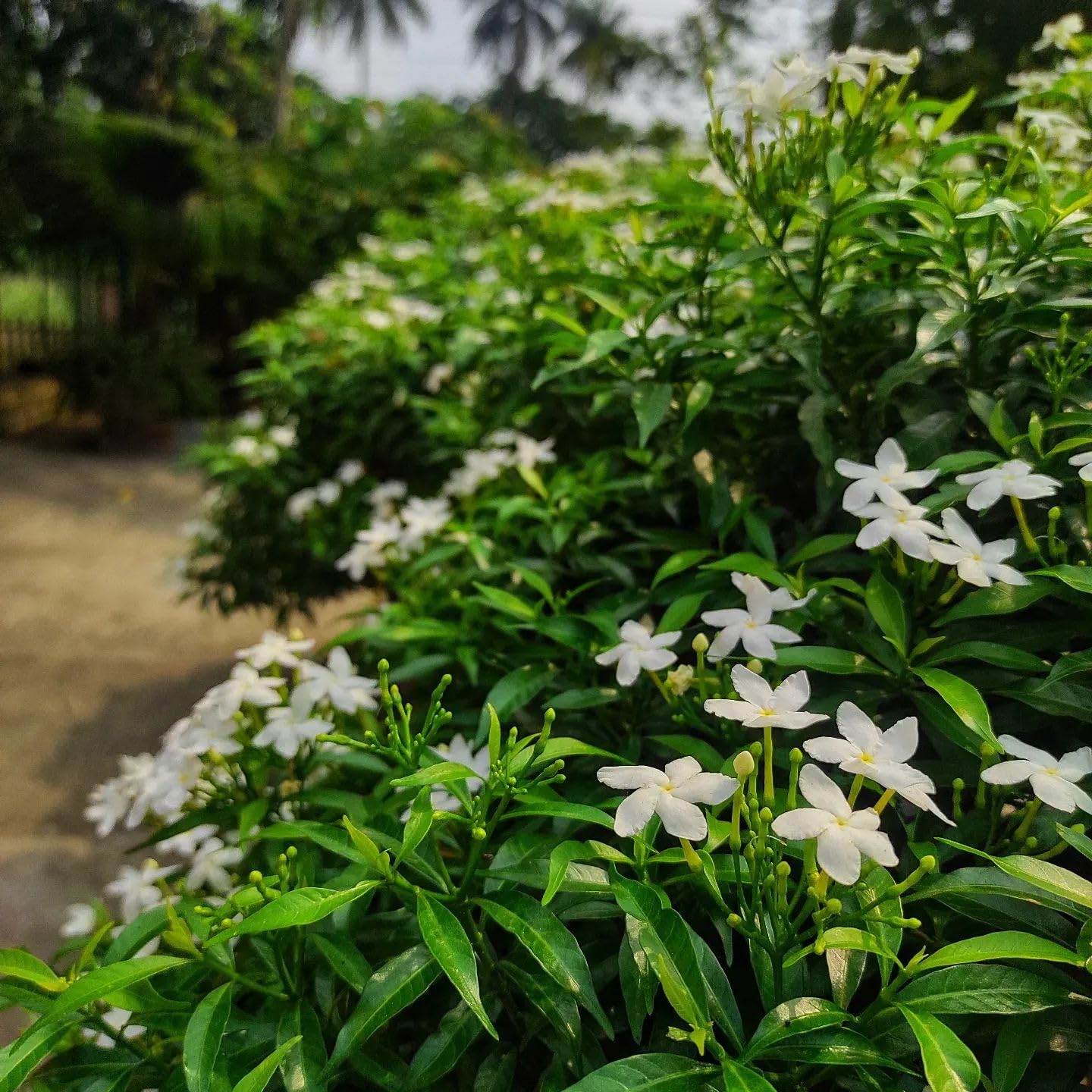 Natura GreenHouse Pack Of 2 Live Chinese Tagar Mini Chandni Crape Jasmine Flower Live Plant Original Variety (Pack of 2) (B0CV82V3ZS) Amazon Price History, Amazon Price Tracker