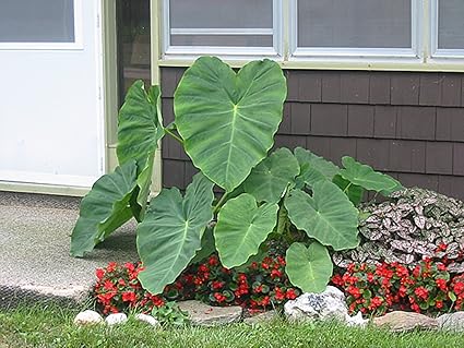 Mall~Kerala : 10 Bulbs of Elephant Ear Alocasia Malanga Blanca Xanthosoma Sagittifolium Plant for Growing Propagation