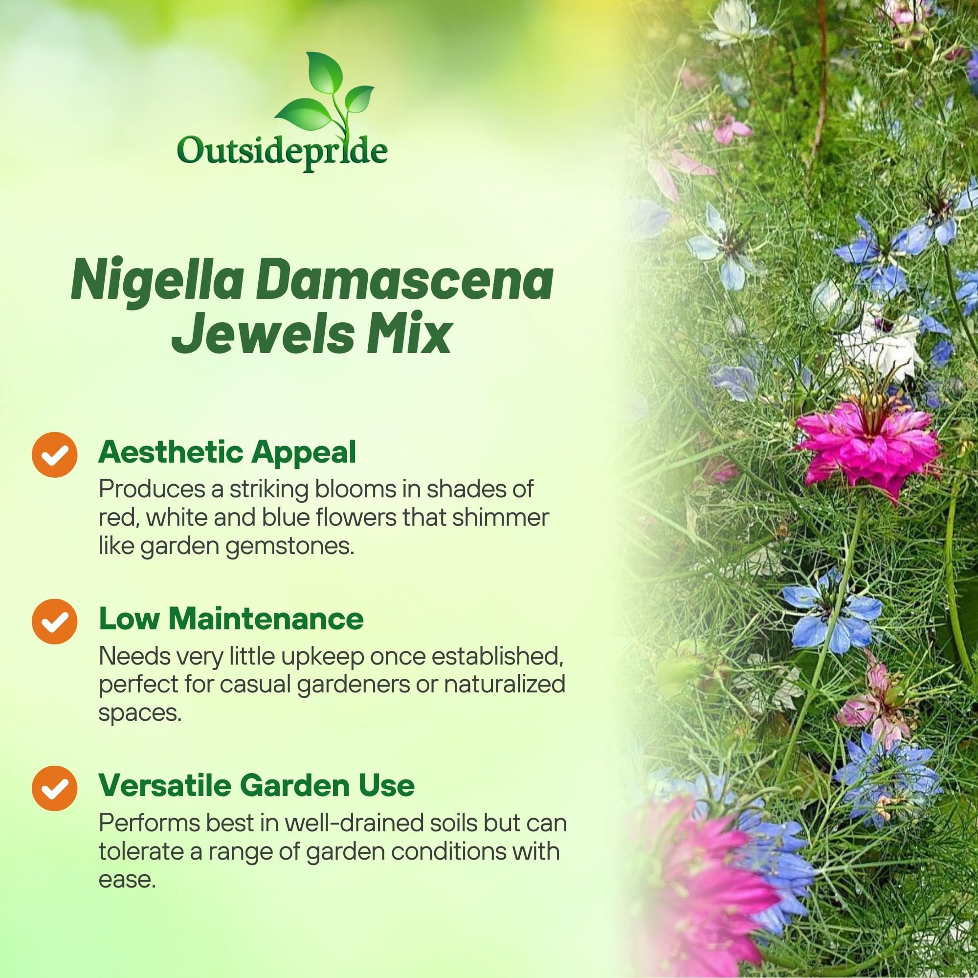 Jewels Mix Nigella Seeds - 1000 semillas anuales de flores para plantar con flores vibrantes y encaje, follaje similar a helecho, flor de corte atractivo para espacios de jardín pequeños 3