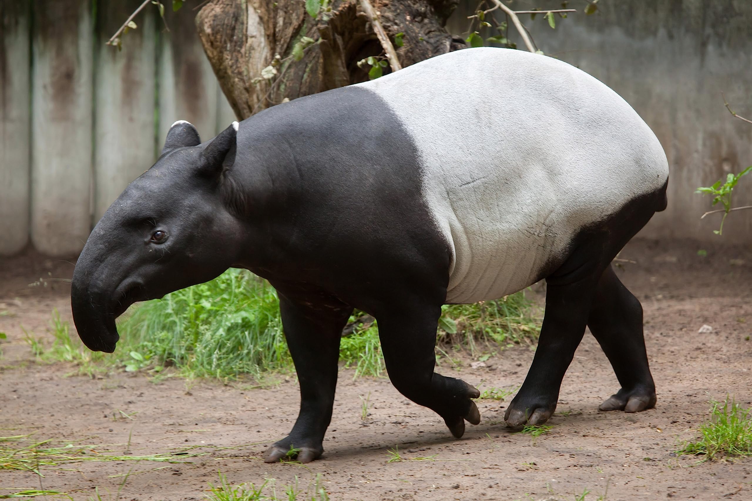 adrium Cuadro en lienzo (90 x 60 cm), tapir malayo (Tapirus indicus), también conocido como tapir asiático, animales salvajes (66390863)