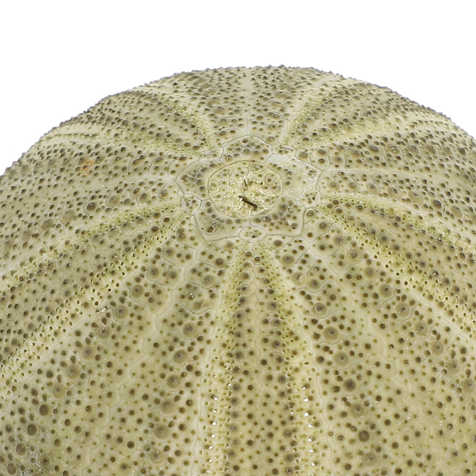 Seeigel Schalen 6 Stück Natürliche Muscheln 4–6cm für Wohnraum Deko und Strand Zubehör mit Halter für Sukkulenten und Bastelideen