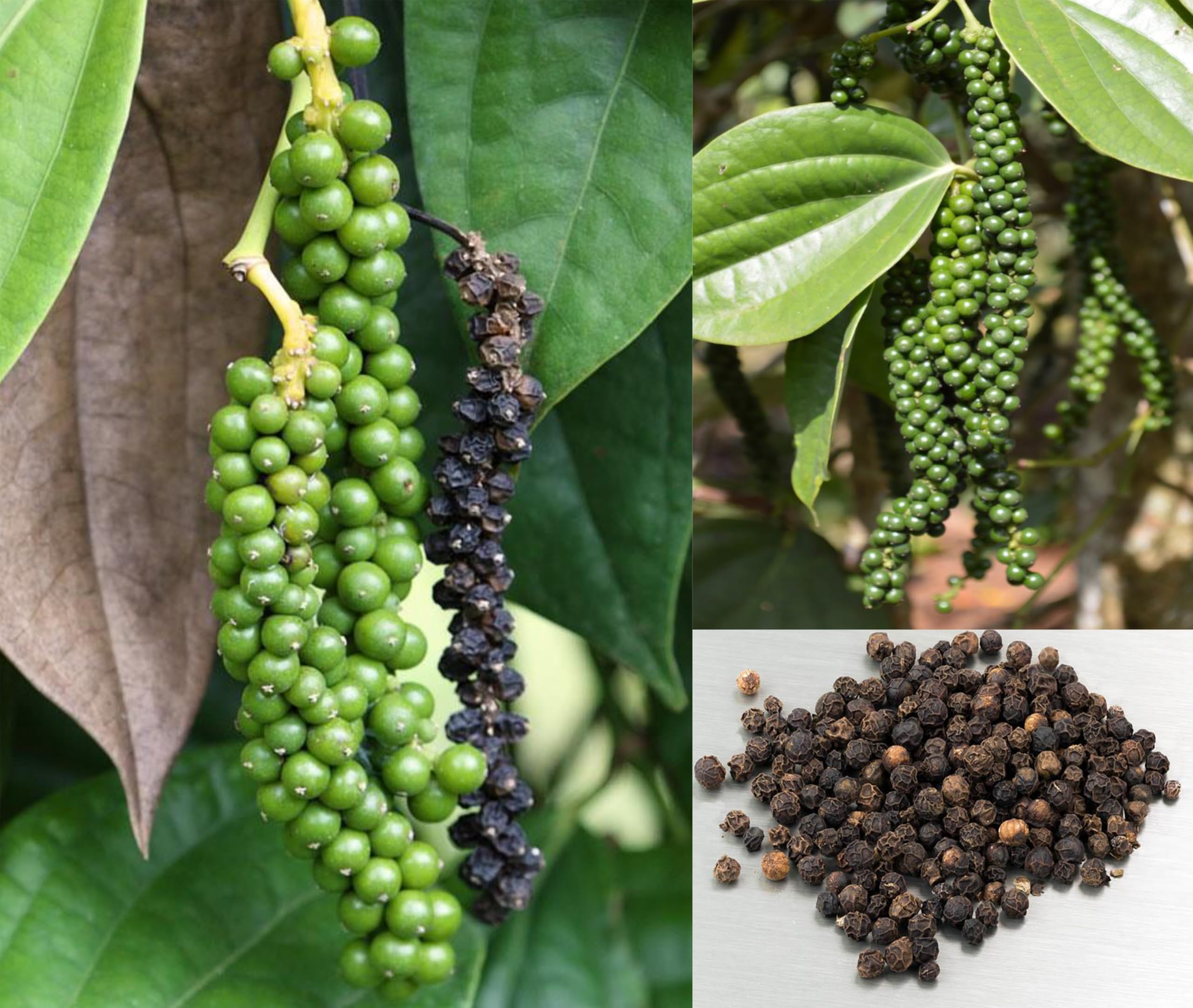 BLOOMING PLANT Live Black Pepper Spice Plant- (Golmorich/Kali Mirch/Bush Pepper) - "Kitchen Spice/Medicinal" Organic Live Plant - Fruit Within 1 Year (Hybrid, Pack of 1).