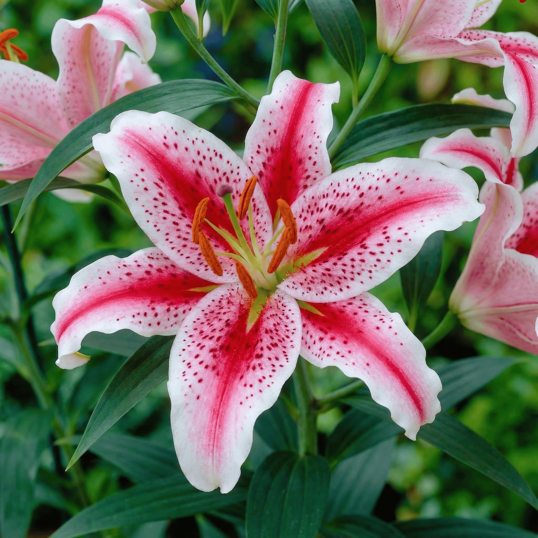 Lilien Zwiebeln Winterhart Mehrjährig - Dizzy - 10 Zwiebeln - Blumenzwiebeln Frühling - Sommerblumen, Niederländische Qualität - Für Garten und Töpfe - Kübelpflanzen