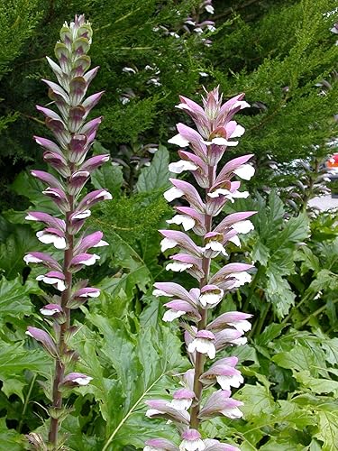 buch4land - Pantalones de oso, Acanthus mollis, 5 semillas perennes