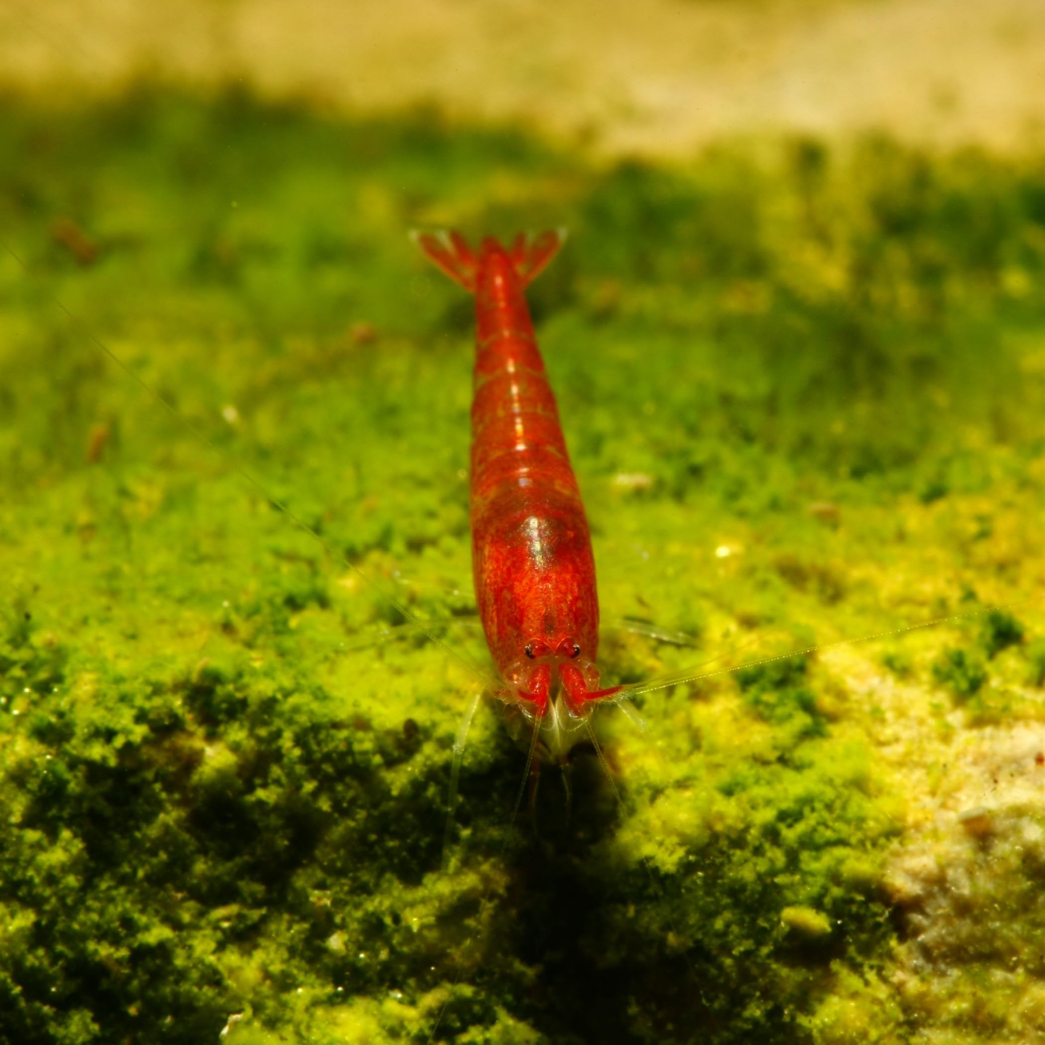 10 x Rote Hawaii Garnele - Halocaridina rubra - Zwerggarnele für die Brackwasser Aquaristik - Garnelen einfach im Aquarium züchten