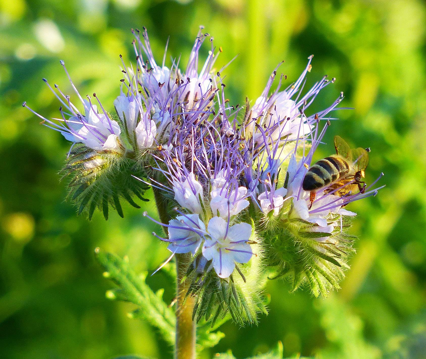 Phacelia 10 kg Bienenweide Saatgut Imkerpflanze