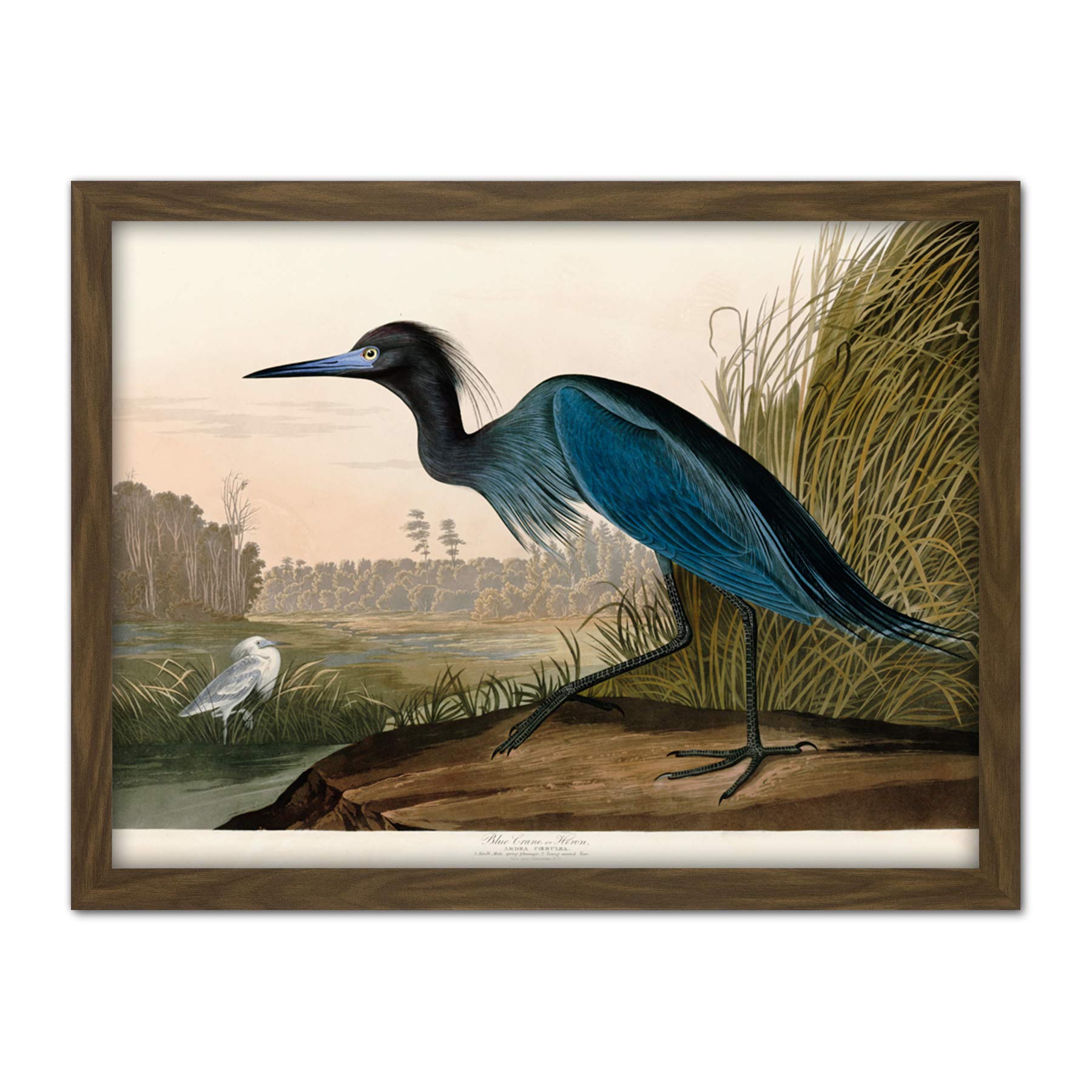 Artery8 Audubon Birds America Blue Crane Artwork Framed Wall Art Print 18X24 Inch