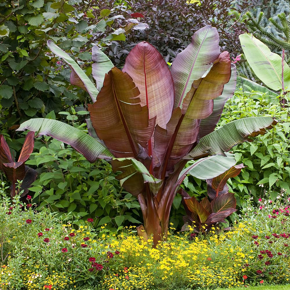 Red Abysinnian Banana Plant, Ensete Maurelii, Established Plant in 9cm Pot, Each Supplied Approximately 30-40cm Tall, Garden Ready