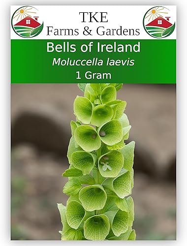 TKE Farms & Gardens - Bells of Ireland Semillas para plantar, 0.04 oz, 140 semillas de reliquia, sin OMG, el paquete incluye instrucciones para