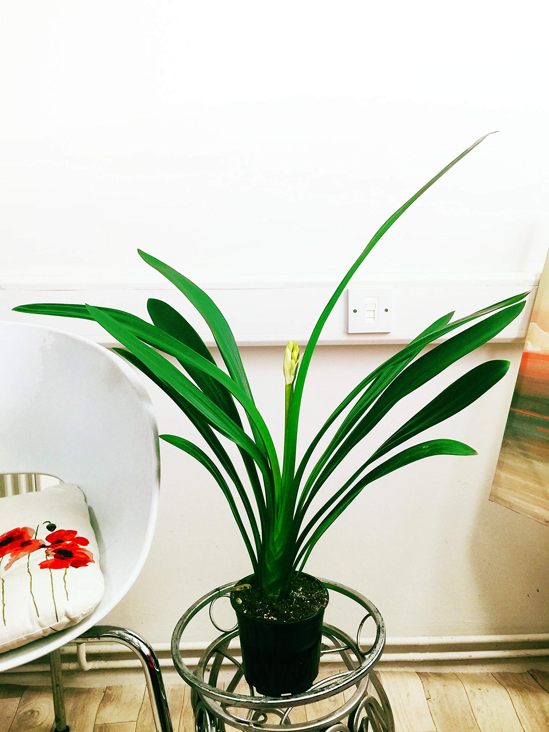 Easy Plants Groe, traditionelle immergrne Zimmerpflanzen  Busch-Lilienpflanze  Clivia Miniata : Amazon.de: Garten