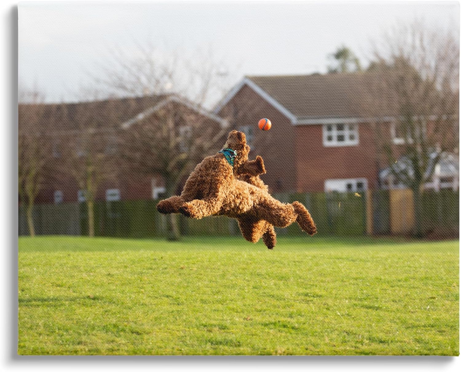 Stupell Industries Eye on the Ball Dog Canvas Wall Art by Gill Woodcock