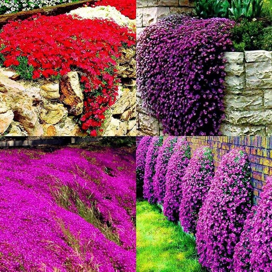 Semi Di Crescione Di Roccia Perenne - 500 Pezzi, Piante Tappezzanti Da Giardino - Foto 6