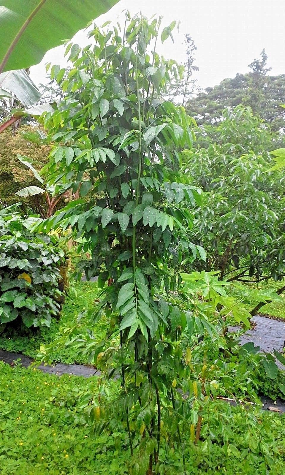 Lot of 5 Katuk Sauropus Androgynus Sweet Leaf Plant Cuttings from Hawaii