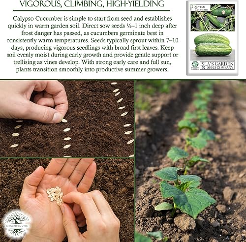 Miniatura 5 de Semillas de pepino Calypso para plantar, más de 25 semillas de reliquia por paquete, semillas de jardín de Isla (semillas de jardín de Isla),