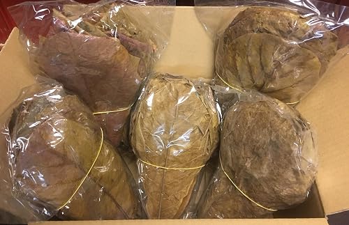350 G de Hojas de Almendro Marino, 20-25 Cm (~ 200 Unidades)