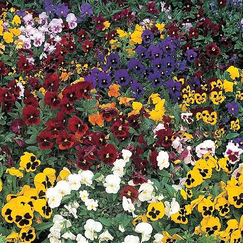 Kings Seeds - Pansy Winter Flowering Mixed 100 Seeds