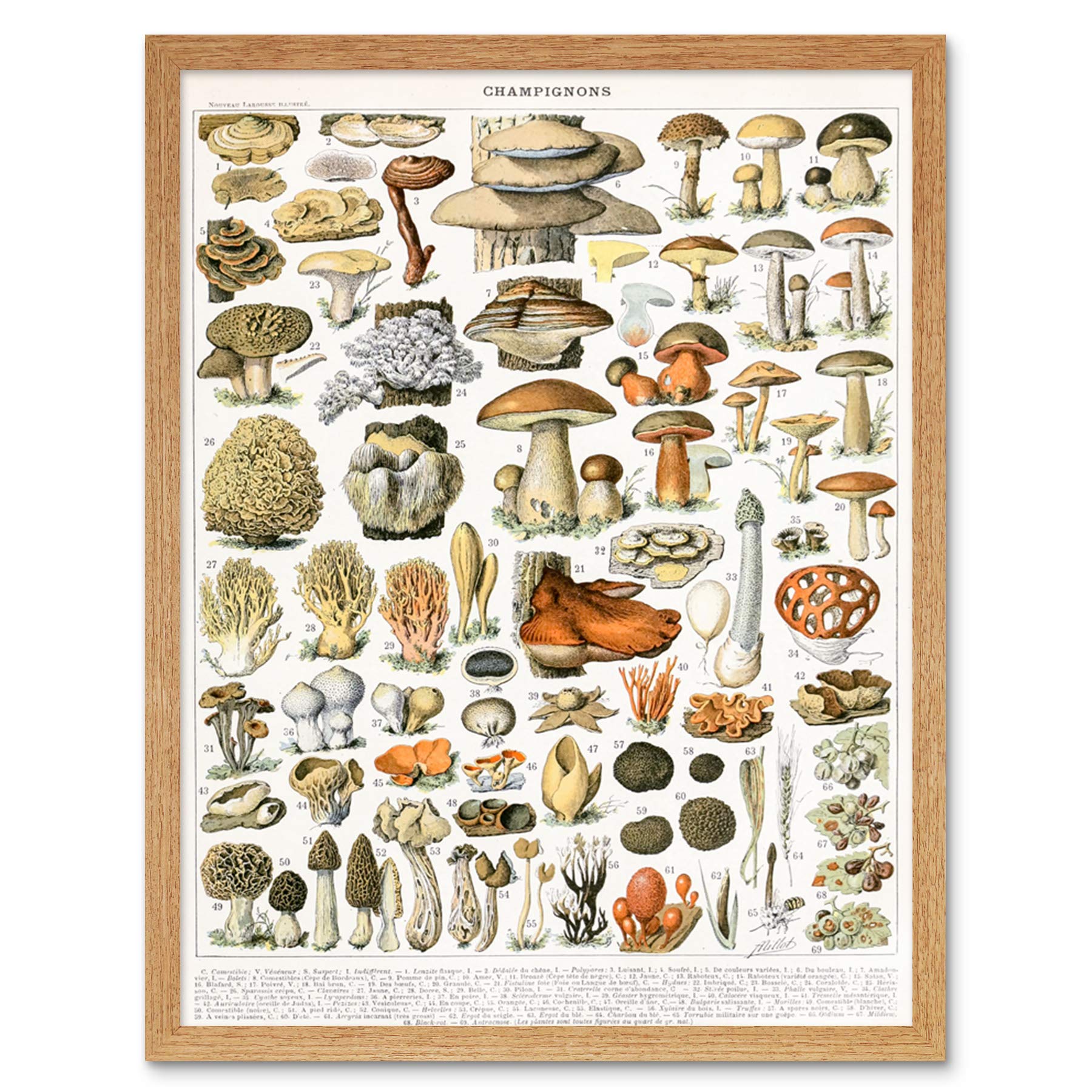 Artery8 Millot Encyclopedia Page Mushrooms Variety Art Print Framed Poster Wall Decor 12x16 inch